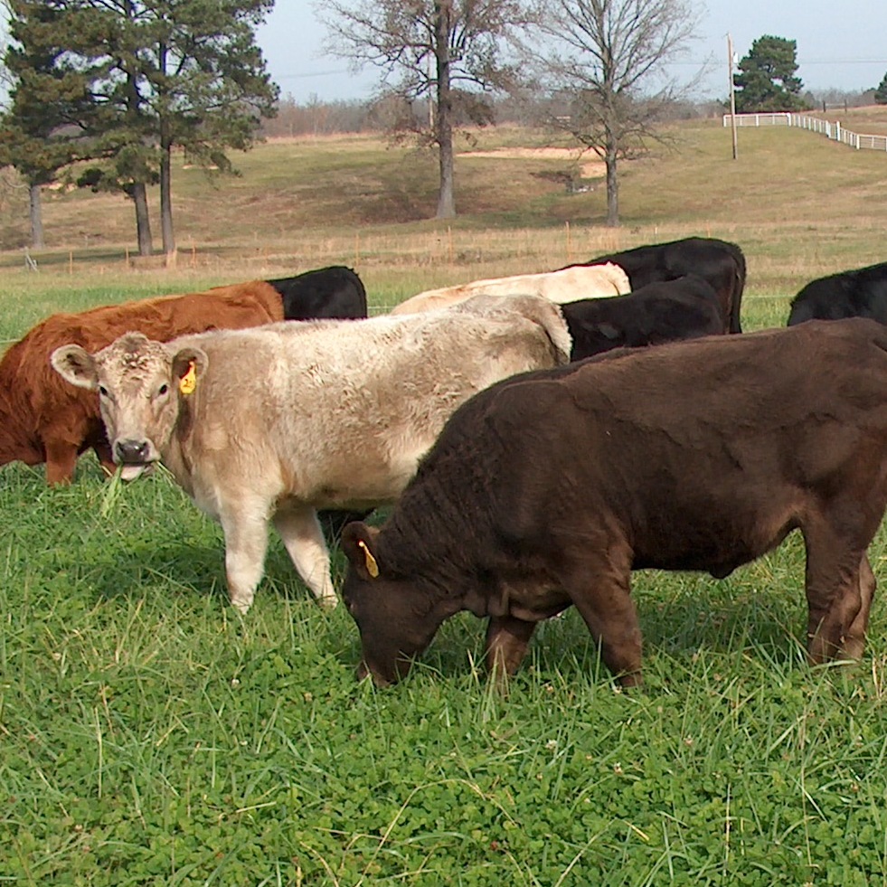 Breeding & Selection